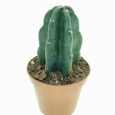 Image result for Cereus jamacaru