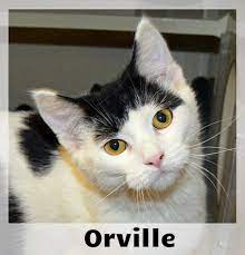 Purrrrr I M Orville And I M Ready To Pop Right Into Your Life I Was Originally Transferred Here To Scca From The Kayenta Animal Car Cat Adoption Cats Animals