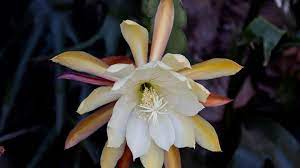 Check spelling or type a new query. Epiphyllum San Diego Zoo Animals Plants