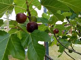 Le figuier ne supporte pas un emplacement trop exposé aux vents forts. Les Figues De Mon Figuier