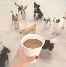 Pe lângă consumaţie, poţi să ţii şi o pisicuţă în braţe. Cafeneaua Cainilor De Mangaiat Si De Adoptat Restograf Ro