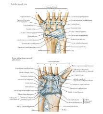 Pin On Upper Limb Anatomy