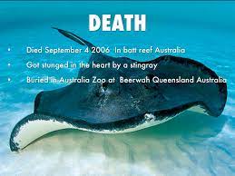 Steve irwin was born in essendon, melbourne, australia. Steve Irwin By Jesus V