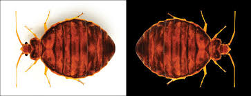 The bed bug kit #1 provides you with the professional products necessary to do a complete bed bug treatment in your home or apartment. Bed Bugs Covid Tricky Business Pct Pest Control Technology