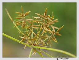 Image result for Cyperus sp.no.6