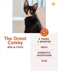 Saving homeless pets across america. Funny Cats Names Pet Adoption Austin Pets Alive Funny Cat Names Cat Names Cats
