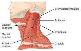 Many in the neck help to stabilize or move the head. How To Get Rid Of Turkey Neck In 2021 Muscles Of The Neck Turkey Neck Neck Exercises