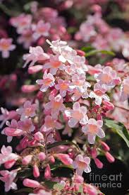 Image result for Kolkwitzia