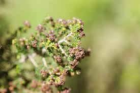 Image result for Erica evansii