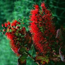 Image result for Vernonia sutherlandii