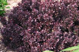 Image result for Berula thunbergii