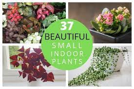 Maybe you would like to learn more about one of these? 37 Small Indoor Plants To Bring Beauty Into Your Home Smart Garden Guide
