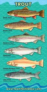 trout identification chart occasional fisher