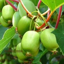 Image result for Actinidia