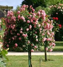Check spelling or type a new query. 18 Small Flowering Trees With Pictures For Easy Identification