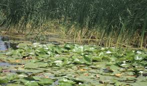 Este prezent eul liric (poetic), cel care denumește vocea textuală. Genul Liric Definitie Limbasiliteraturaromanasite