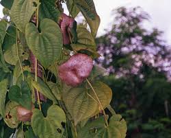 Image result for Dioscorea praehensilis