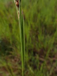 Image result for Rhynchospora brownii