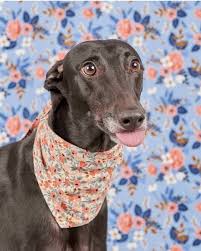 The purpose of greyhound pets of america(gpa) is to find responsible loving homes for greyhounds, to acquaint the public with the desirability of greyhounds as they are very adaptable upon adoption, and fit very well into all walks of life. Here Are The 15 Goodest Dog Posts Of The Week