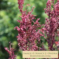 Image result for Atriplex