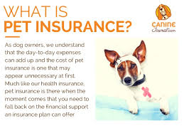We've looked at the latest independent research and reviews of pet insurance for dogs to bring you the best uk pet insurance companies for dogs 2021. Pet Insurance Reviews