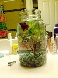 Mason Jar Fish Tank Pretty Fish Small Fish Tanks Beta Fish Tank