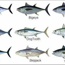 31 minutes ago last post: Pdf Heavy Metals In Tuna Species Meat And Potential Consumer Health Risk A Review