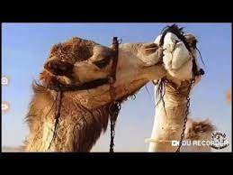 ابيات شعر رائعة عن الابل والناقة وعزتهم عند اهل البادية Youtube