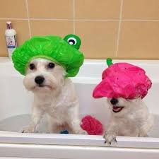 Utilisez Un Bonnet De Douche Pour Proteger Les Yeux Du Chien Proprietaires De Chiens Chien Animaux Amusants