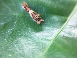 金柑などの柑橘類につく茶色と白の芋虫 ナミアゲハ の幼虫の駆除方法と対策