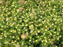 Image result for Trifolium campestre