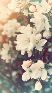 Aesthetic Spring Flowers Wallpapers Wallpaper Cave Angel aesthetic nature aesthetic flower aesthetic aesthetic images aesthetic collage aesthetic backgrounds aesthetic photo aesthetic wallpapers lavender aesthetic. aesthetic spring flowers wallpapers