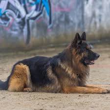 Maybe you would like to learn more about one of these? Gandhor De Savage Garden Home Facebook