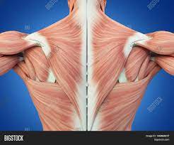 This muscle extends across the neck, shoulder, and back. Human Anatomy Torso Image Photo Free Trial Bigstock