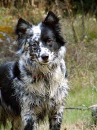 Valentina Blue Heeler Border Collie Mix Dogs Collie Dog Border Collie Mix Puppies