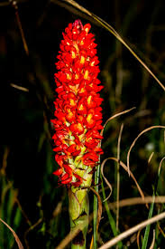 Image result for Disa polygonoides