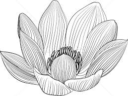 Lineart Lotus Flower Line Illustration Vector Abstract Black And White Floral Background Vector Illustration C Hipatia 8756426 Stockfresh