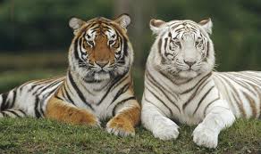 The crossword clue 'national animal of malaysia' published 2 time⁄s and has 1 unique answer⁄s on our system. National Animal Of South Korea Archives Helo National