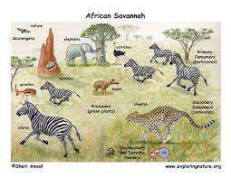 Vultures play a vital role in maintaining the savanna by removing the remains of dead animals. African Veldt And Savanna