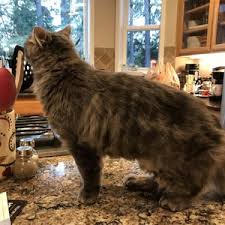 Our canine went in for a check up. All About Pets 20 Photos 27 Reviews Pet Services 52567 Columbia River Hwy Scappoose Or Phone Number Services