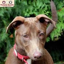 Maybe you would like to learn more about one of these? Nashua Nh Doberman Pinscher Meet Willa A Dog For Adoption Doberman Pinscher Doberman Dog Adoption