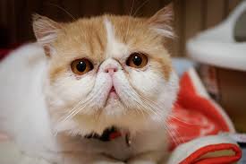 エキゾチック ショート ヘア 甘えん坊