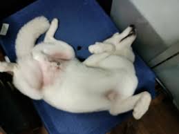 Husky sleeping position and trust in owners