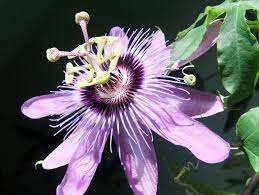 Passion Flower Passion Flower Love Flowers Flower Power
