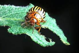 It is labeled for application on dehumidifiers are particularly helpful for those who want to get rid of potato bugs in the basement. Potato Beetle Resistance On The Rise Manitoba Co Operator