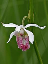 Image result for Eulophia hirschbergii