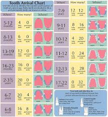 kids tooth development chart six forks smiles