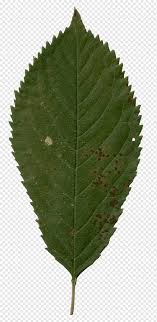 Patologia De Planta Folha Arvore Folha De Cerejeira Folha Patologia Planta Png Pngwing Pode ser comprada no armazém do pierre e ocasionalmente no carrinho de viagem. cerejeira folha patologia planta png