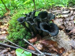Image result for Craterellus fallax