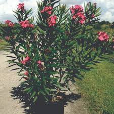 Image result for Oleandra distenta